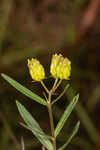 Savannah milkweed